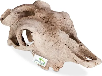 Produktbild von Terrario Buffalo Skull - Bison-Schädel für Terrarium 21x12x8 cm