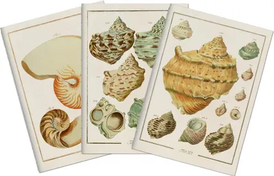 Image de Set de trois carnets Seashells