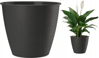 Image de Anthracite pot de fleurs rond 13x12 cm Azalée