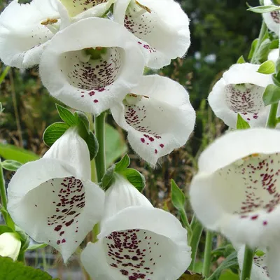 Produktbild von 6 x Fingerhut - Digitalis purpurea 'Alba' | Topf 9cm x 9cm