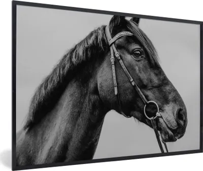 Produktbild von MuchoWow® MuchoWow® Gerahmtes Poster Pferd - Halfter - Porträt 90x60 cm - Poster mit zchwarzem Bilderrahmen - Fotorahmen - Foto-Plakat