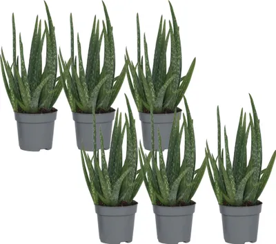 Produktbild von Aloe Vera - 6 Stk - Aloe barbadensis - Höhe 25-40cm - ⌀11cm
