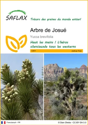 Image de SAFLAX  - Arbre de Josué - 10 graines - Yucca