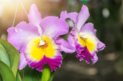 Produktbild von Muralo Fototapete Blumen 152.5 (B) x 104 (H) cm Vlies Tapete Wandtapeten 3D Effekt Orchideen Wohnzimmer Schlafzimmer moderne Wandbilder XXL Pflanzen Natur Wand Dekoration