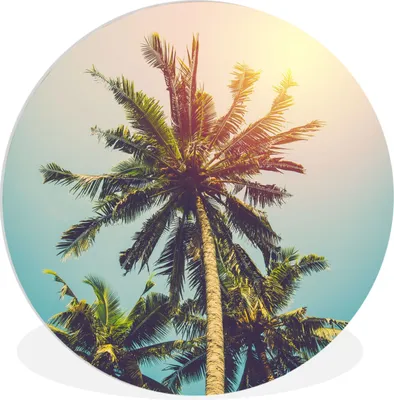 Produktbild von MuchoWow® Rundes Wandbild - Runde Bilder Palme - Sommer - Tropisch - Sonne Ø 60 cm Kreis Wanddekoration Kunststoff - Wandkreis - Wandschmuck - Wand Kreis - Das Schlafzimmer - Die Bilder - Wandmalerei - Kunst für das Haus - das Plastik