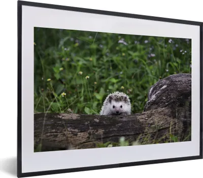 Produktbild von MuchoWow® MuchoWow® Gerahmtes Poster Kleiner Igel auf Baumstumpf 40x30 cm - Poster mit zchwarzem Bilderrahmen - Bilderrahmen - Poster im Rahmen