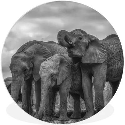 Produktbild von MuchoWow® Rundes Wandbild - Runde Bilder Elefant - Tiere - Wasser - Schwarz und weiß Ø 30 cm Kreis Wanddekoration Kunststoff - Wandkreis - Wandschmuck - Schlafzimmer - Bilder - Der Kreis - Kunst für die Wohnung - Plastik - Kunstdruck - Wandbild