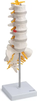 Produktbild von Lendenwirbelsäule Anatomie Modell Kreuzbein geöffnet magnetisch