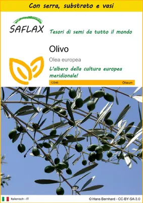 Immagine prodotto di SAFLAX Insieme di coltivazione - Olivo - 20 semi - Olea