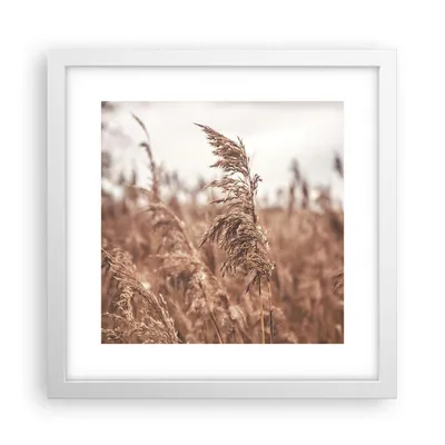 Produktbild von Gerahmtes Poster - Weißer Rahmen - Zuckerrohr Wiese Boho - 30x30 cm - Wand Bild - Wanddeko - Wandbilder - Kunstposter - Wandposter - Bilderrahmen - Bilder - Kunstdruck - P2WAC30x30-4709
