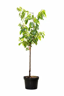 Produktbild von Süßkirsche Lapins 100–120 cm – selbstfruchtender Kirschbaum, Prunus avium, ertragreich, winterhart, aromatische Kirschen
