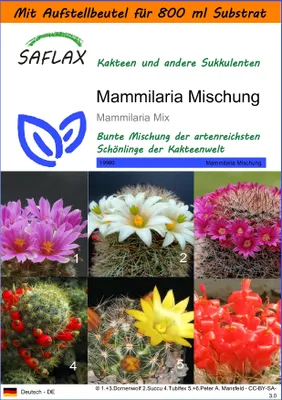 Produktbild von SAFLAX Garden in the bag - Mammilaria Mischung - Mammilaria Mix - 40 Samen - Mit Anzuchtsubstrat im praktischen, selbst aufstellenden Beutel
