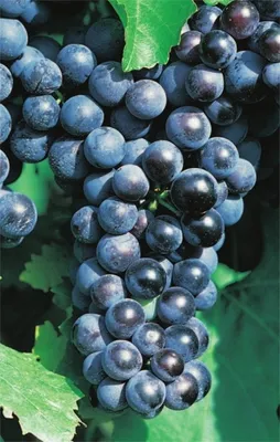 Produktbild von Vitis vinifera Muskat Nay blaue Weinrebe Tafelt. großfruchtig veredelt