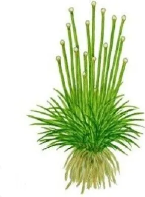 Produktbild von Dennerle Aquarienpflanze Eriocaulon cinereum in-Vitro, 5-8 cm Wuchshöhe, igelförmig, für Aquascaping & NanoCube