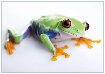 Produktbild von Wallario Premium Glasbild, freischwebende Optik, kräftige Farben, Größe 100 x 70 cm Motiv Lustiger Frosch in grün und orange