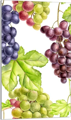 Produktbild von Herdabdeckplatte 30x52 Glaskeramikkochfeld Abdeckung Spritzschutz Glasplatte Deko Schneidebrett, Traube Grün