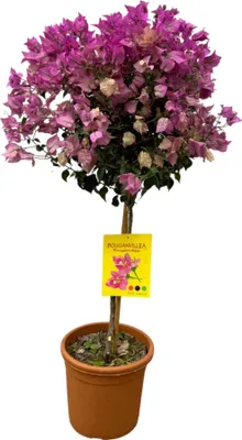Produktbild von Trendyplants - Bougainvillea am Stamm - Gartenpflanze - Höhe 90-110 cm - Topfgröße Ø21cm