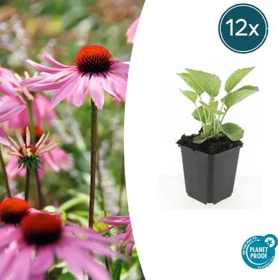 Image de Plante vivace ornementale - Échinacée pourpre « Magnus » - Pot de 9 cm - Lot de 12 plantes
