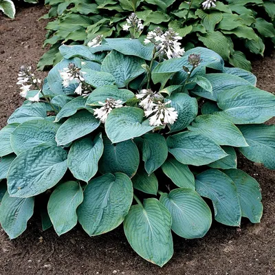 Zdjęcie produktu dla Hosta Funkia Olbrzymia Empress Wu 1 szt Sadzonka Sadzonki Hosty Funkie