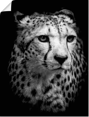 Produktbild von ARTland Poster Der Gepard Größe: 30x40 cm