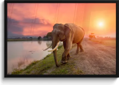 Produktbild von MuchoWow® MuchoWow® Gerahmtes Poster Elefant - Wasser - Tiere - Sonnenuntergang - Natur 90x60 cm - Poster mit zchwarzem Bilderrahmen - Fotorahmen - Foto-Plakat