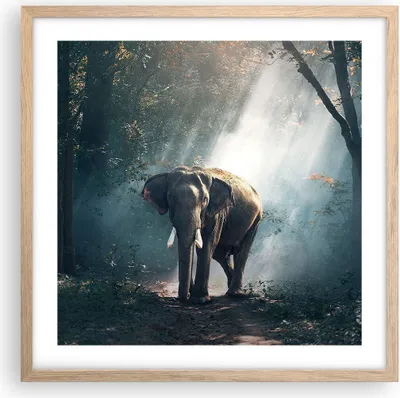 Produktbild von Gerahmtes Poster - Rahmen in heller Eiche - elefant natur - 50x50 cm - Wand Bild - Wanddeko - Wandbilder - Kunstposter - Wandposter - Bilderrahmen - Bilder - Kunstdruck - Wandbild - P2NAC50x50-3972
