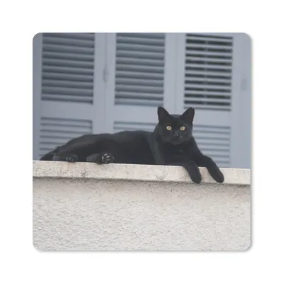 Obrázek produktu pro Podložka pod myš - Cat - Black - Shutters - Girls - Children - Boys - Child - 30x30cm - Podložka pod myš