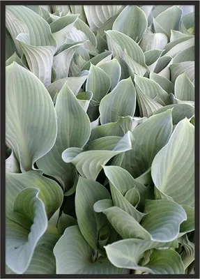 Obrázek produktu pro Obrazový plakát v rámu 53x73 cm listy P1039
