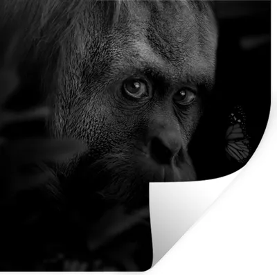 Produktbild von MuchoWow® Wandtattoo Wandsticker Wandaufkleber Tiere - Affe - Natur - Schwarz - Weiß 80x80 cm Selbstklebend und Repositionierbar - Wierderverwendbar - Selbstklebend