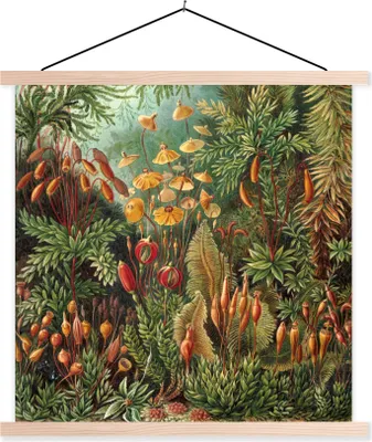 Produktbild von MuchoWow® Textilposter Muscinae - Ernst Haeckel - Alte Meister 60x60 cm mit holzfarbenen Rahmen - Wanddekoration