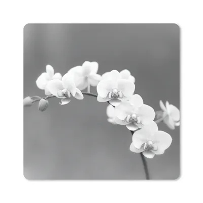 Produktbild von MuchoWow® Mauspad Mousepad Orchidee - Blumen - Pflanze - Weiß - Lila 20x20 cm - Mousepads - Maus Mat - Pad - Mausunterlage - Desk Mat - Bureauartikeln