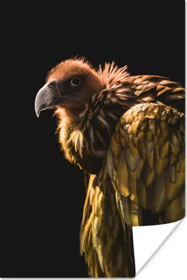 Produktbild von MuchoWow® Poster Geier - Raubtier - Vogel 80x120 cm - Papierdruck