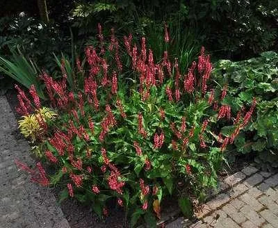 Image de 6 x Persicaria ampl. 'Red Baron' - Renouée à bougies - pot 9 x 9 cm
