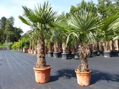 Produktbild von 2 Stück im Palmenset Trachycarpus fortunei dicke Stämme 200 cm Hanfpalme, winterharte Palme bis -18°C