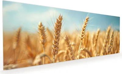 Produktbild von Küchenrückwand Spritzschutz Glas mit Motiv Weizenfeld 40 x 40 cm