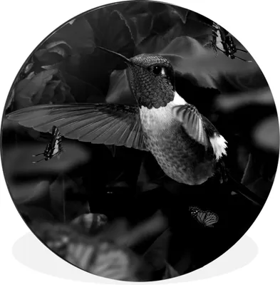 Produktbild von MuchoWow® Aluminium Wandkreis Goldener Kolibri umgeben von Schmetterlingen - schwarz und weiß Ø 90 cm Wanddeko Modern Wohnzimmer - Mauerkreis - Wandbilder - Runde Bild - Bild aus Aluminium - Schlafzimmer - Wohnzimmerdekoration - Wand Dekoration