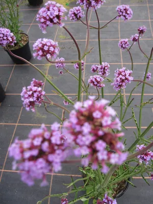Produktbild von Verbena bonariensis Purple Tower - Patagonisches Eisenkraut - Verbene