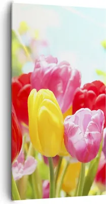 Produktbild von Bild auf Leinwand - Leinwandbild - Tulpe Blume Garten Plantage - 65x120cm - Wand Bild - Wanddeko - Leinwanddruck - Bilder - Kunstdruck - Wanddekoration - Leinwand bilder - Wandkunst - PA65x120-2466