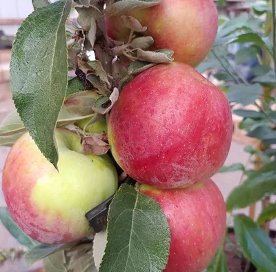 Produktbild von Säulenapfel `Redcats´ - zweijähriger Säulenapfelbaum im 7,5L-Topf, 80-120cm