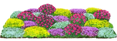 Produktbild von Dehner Bio Stauden-Set Bodendecker, je 4x 6 verschiedene Gartenstauden, insgesamt 24 mehrjährige Pflanzen, je 5-20 cm exkl. Pflanztopf, Ø Topf je 9 cm, rot / weiß / gelb / lila
