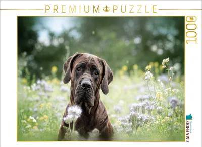 Produktbild von CALVENDO Puzzle Tosa Inu | 1000 Teile Lege-Größe 64x48cm Foto-Puzzle für glückliche Stunden