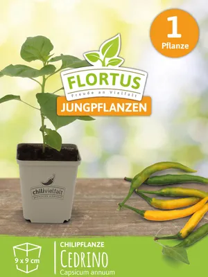 Artikelbild 5 von 'Chilipflanze Cedrino' aus der Kategorie Chilipflanzen