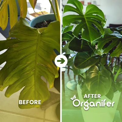 Produktbild von Green Plant Flüssigdünger 2x1L – 2-1-8 NPK – Flüssig-Pflanzendünger für Grünpflanzen – Organifer