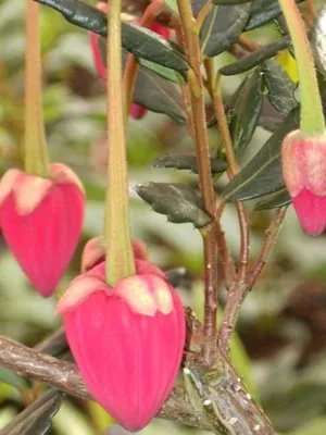 Produktbild von Crinodendron hookerianum (30-40 cm) - Elaeocarpaceae (Roter Laternenbaum)