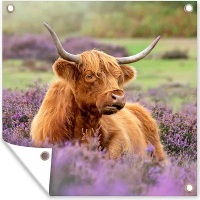 Produktbild von MuchoWow® 100x100 cm Outdoor-Poster Gartendeko Sichtschutz Garten Poster für den Garten  Schottischer Highlander - Blumen - Licht
