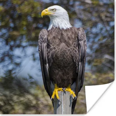 Produktbild von MuchoWow® Poster Ein Weißkopfseeadler auf einer Stange schaut zur Seite 100x100 cm - Babyzimmer