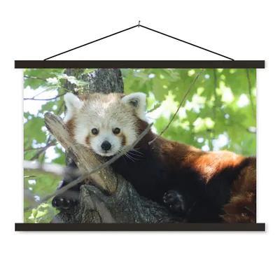 Produktbild von MuchoWow® Textilposter Roter Panda - Baum - Grün 90x60 cm mit schwarzem Rahmen - Aufhängungssatz
