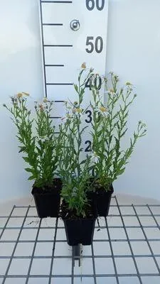 Image de 6 x Kalimeris mongolica 'Mon Jardin' - Embellisseur - pot 9 x 9 cm