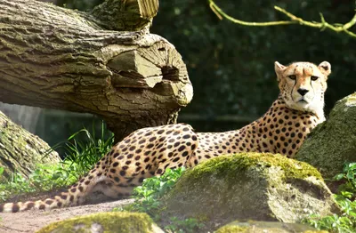 Produktbild von hansepuzzle 82925 - Gepard Puzzle, 500 Teile, Natur, 46,0 x 30,0cm mit hochwertiger Aufbewahrung, Kartonbox und wiederverschließbarem Beutel