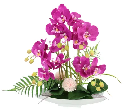 Obrázok produktu pre Orchidea Phalaenopsis v keramickej váze
